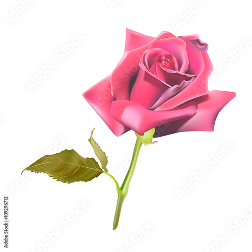 Pink rose flower isolated on white background
