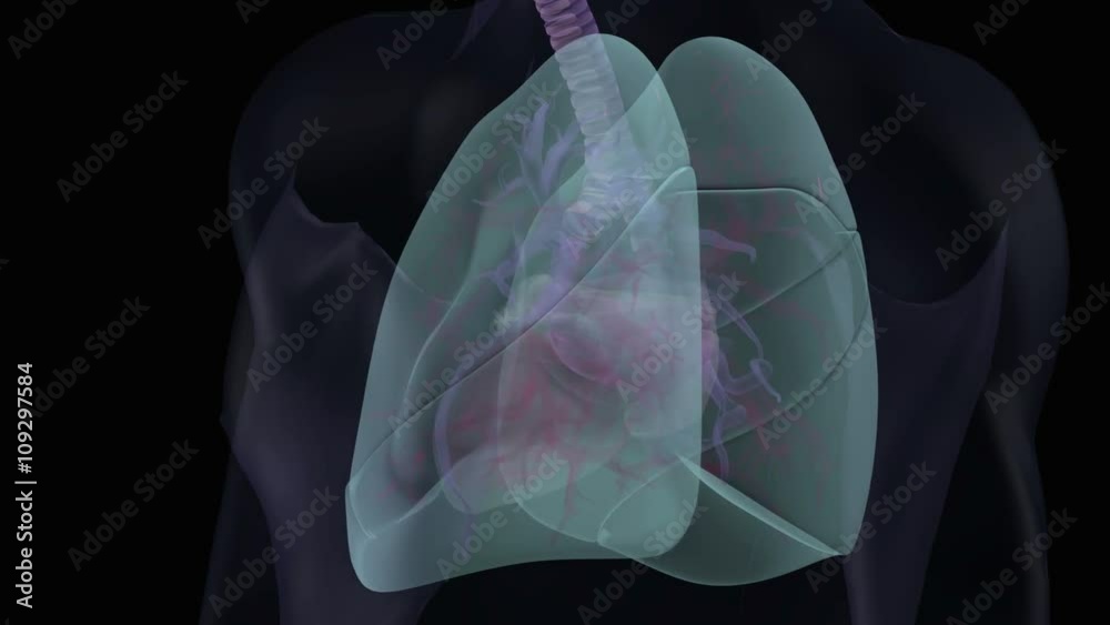 Human heart and lung