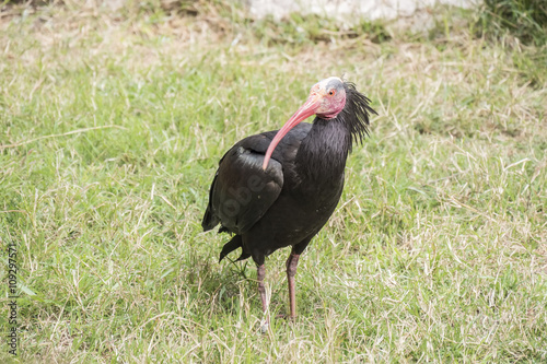 Gerunticus eremita, Northern bald ibis