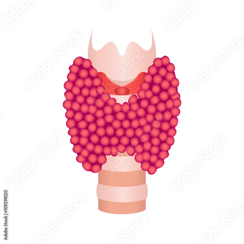 Thyroid gland vector illustration. Thyroid gland symbol on white background. Thyroid diagram sign.  Thyroid anatomy. Thyroid icon. Medical concept.