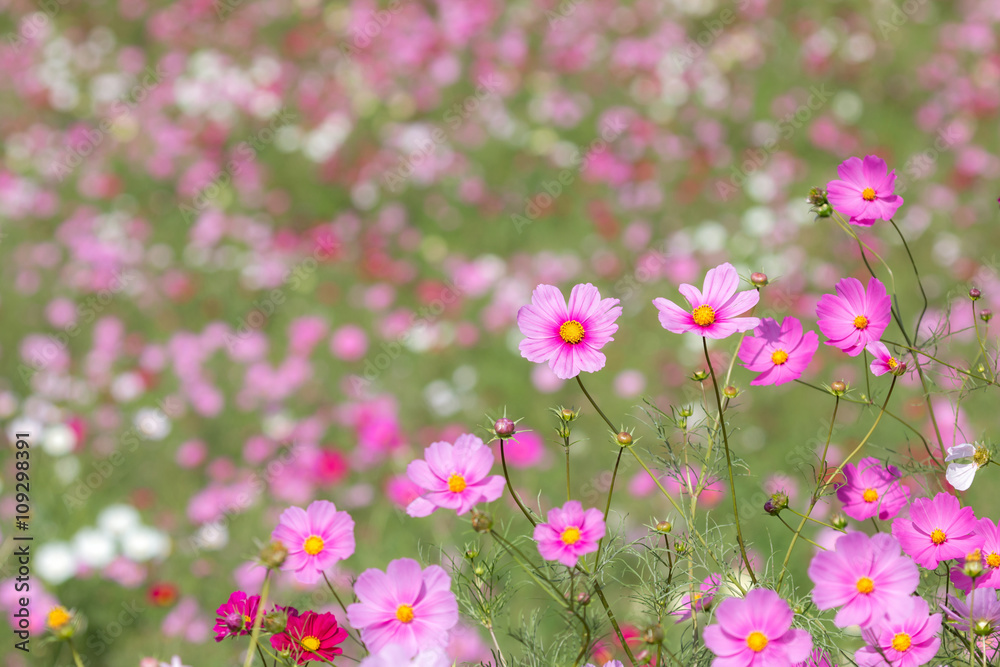 コスモスの花