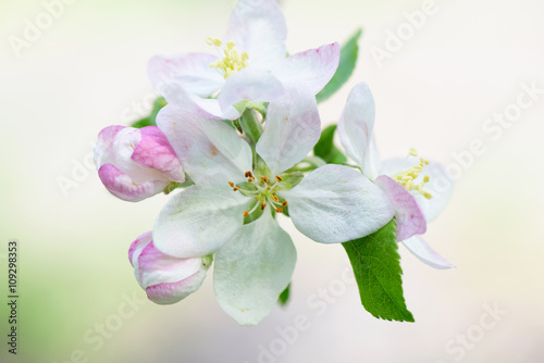 Spring Cherry flowers blossom tree branch on Bokeh background