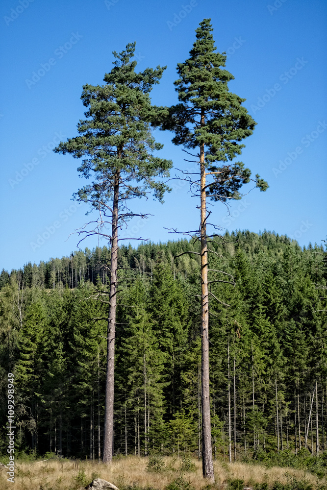 Fototapeta premium Träd.