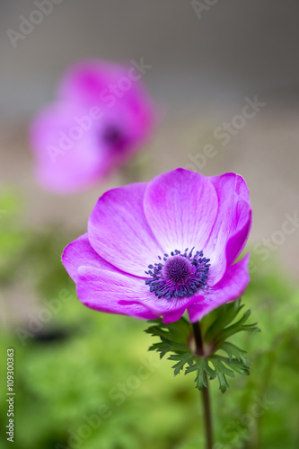アネモネの花