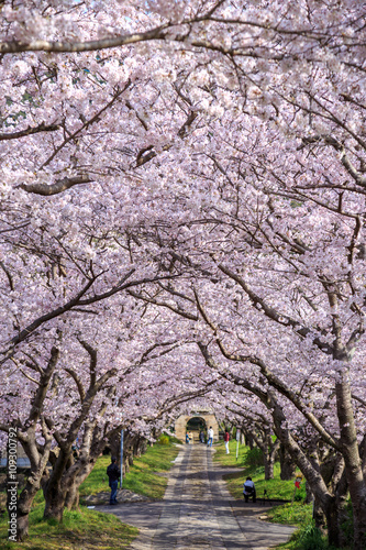 桜のアーチ