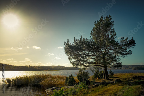 Träd vid sjö. photo