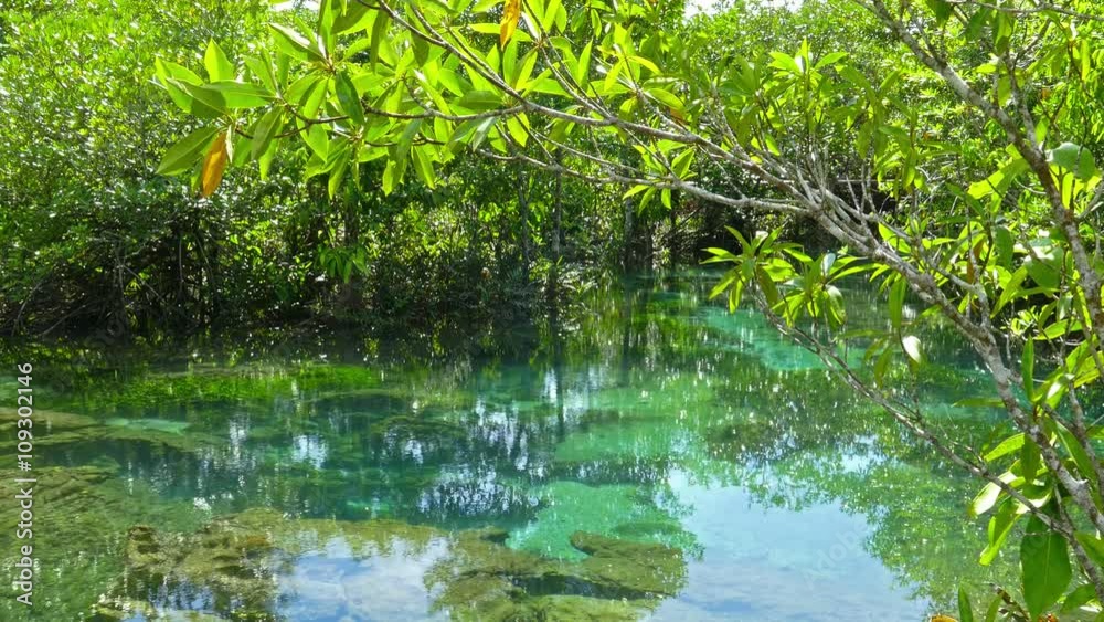 Tha pom mangrove forest. Swamp forest with roots and creek in Krabi Thailand, 4k
Tha pom mangrove forest. Swamp forest with roots and creek in Krabi Thailand, 4k