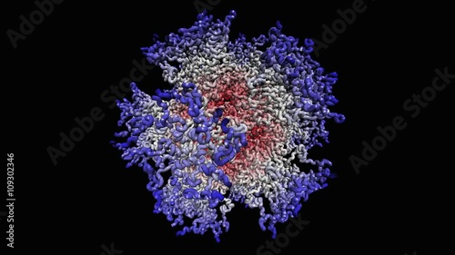 Adenovirus virion photo