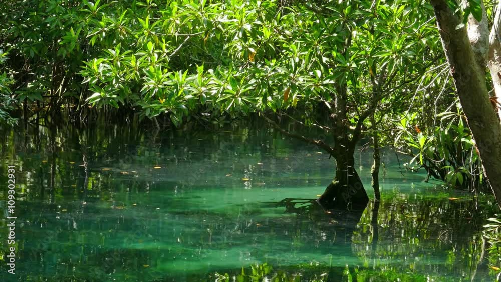 Tha pom mangrove forest. Swamp forest with roots and creek in Krabi Thailand, 4k
