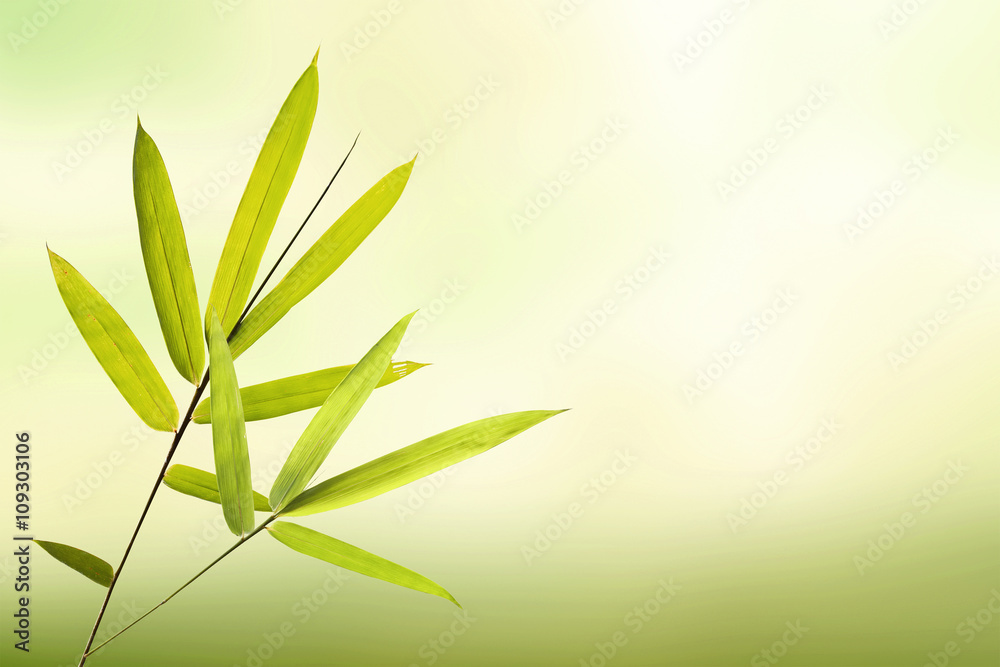 Green bamboo leaf and soft light green background Green bamboo leaf and soft light green background