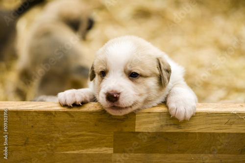 Cute labrador puppy