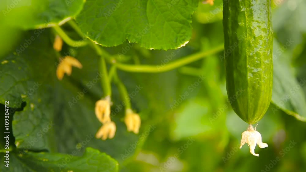 Blooming cucumber on a branch