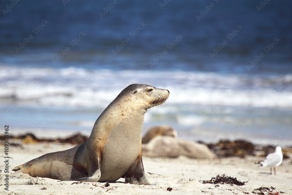 Fototapeta premium Australischer Seelöwe (Neophoca cinerea)