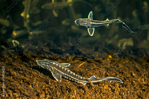 Two young Russian sturgeon in the Volga River wildlife.