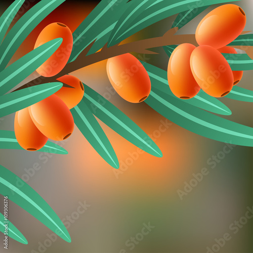 Orange, juicy, therapeutic sea-buckthorn on a branch for your design. Vector