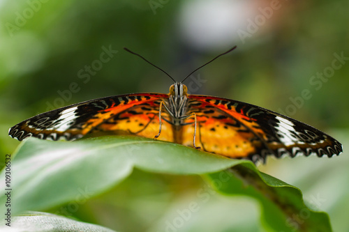 Nahaufnahme eines tropischen Schmetterlings © dtabken