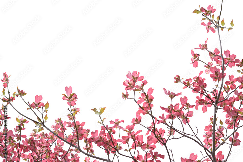 Naklejka premium ハナミズキ 白色背景