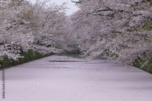 弘前城の花筏 photo