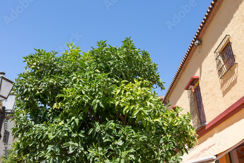 Classic Andalucian Spanish house and tree