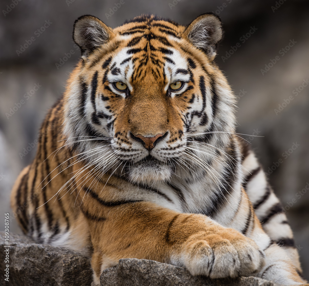 Obraz premium Widok z przodu tygrysa syberyjskiego (Panthera tigris altaica)