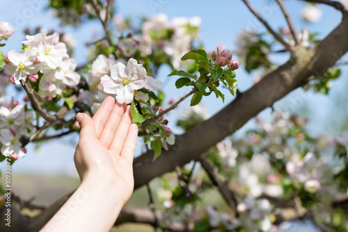 Hand holding Spring Cherry flowers blossom. Spring beautiful background with ...
