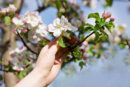 Hand holding Spring Cherry flowers blossom. Spring beautiful background with flowers and bokeh