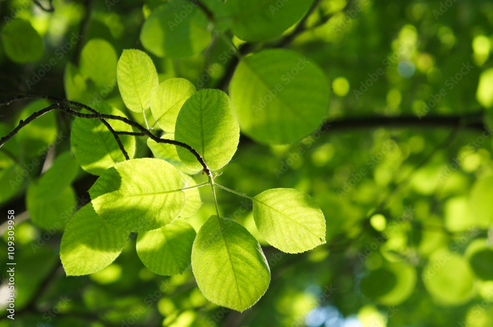 bransh of alder tree in sunshine bransh of alder tree in sunshine
