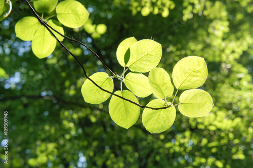 bransh of alder tree in sunshine