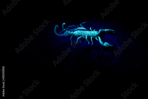 Scorpion in an UV light.