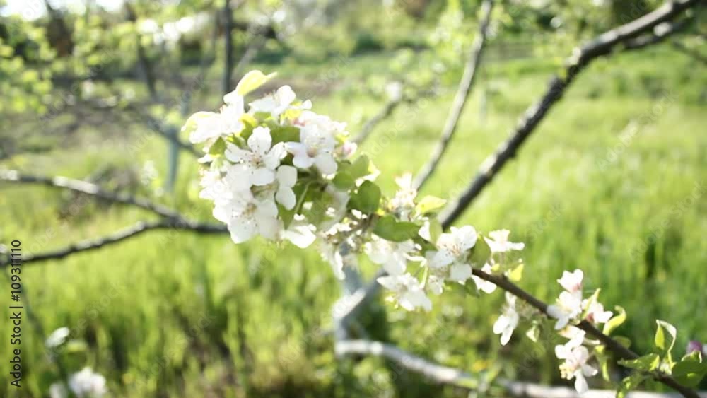 Flowering apple trees in the spring Flowering apple trees in the spring