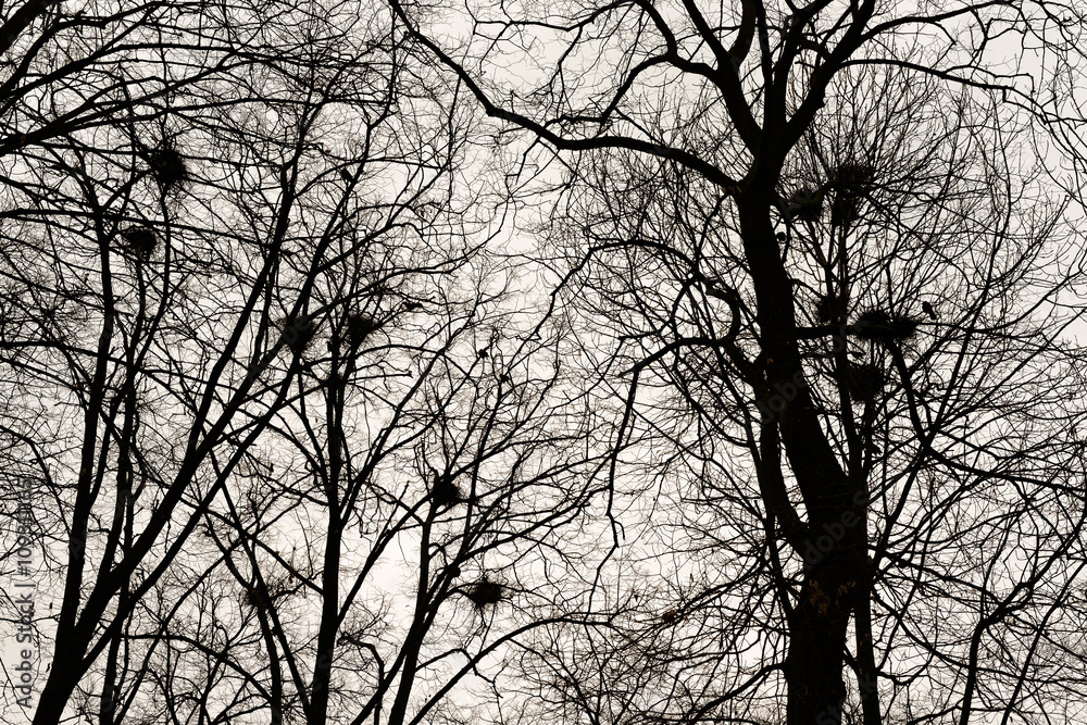 Nests of rooks on trees Nests of rooks on trees