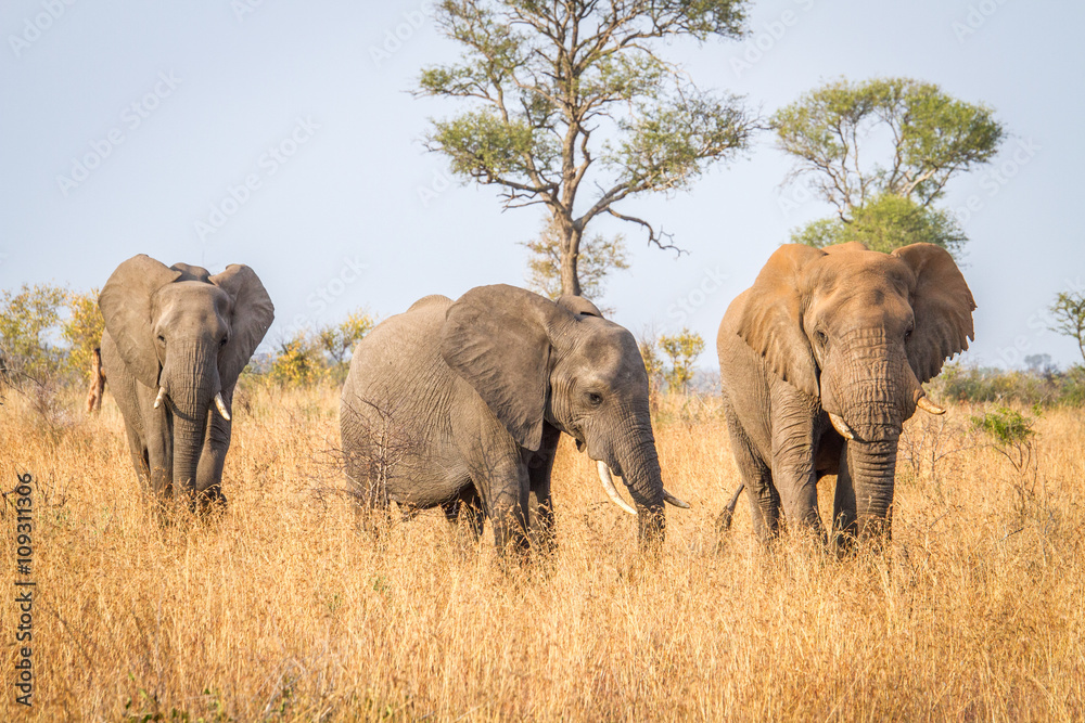 Walking Elephants in the Kruger National Park.