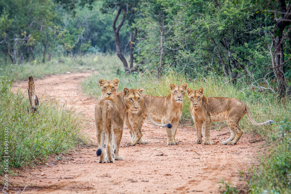 Obraz premium Starring group of young Lions in the Kapama Game Reserve.