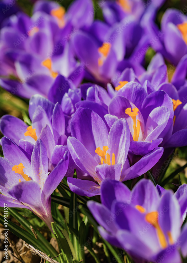 Flowering spring crocuses