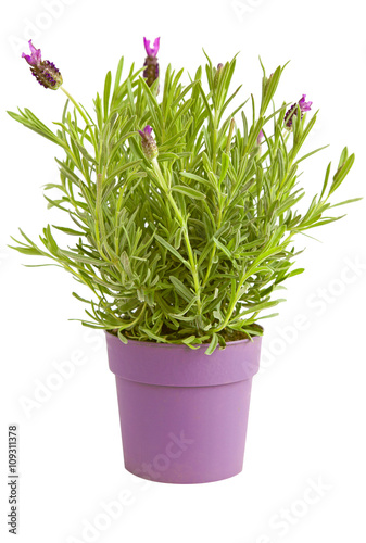 Fototapeta Naklejka Na Ścianę i Meble -  Lavender in pot