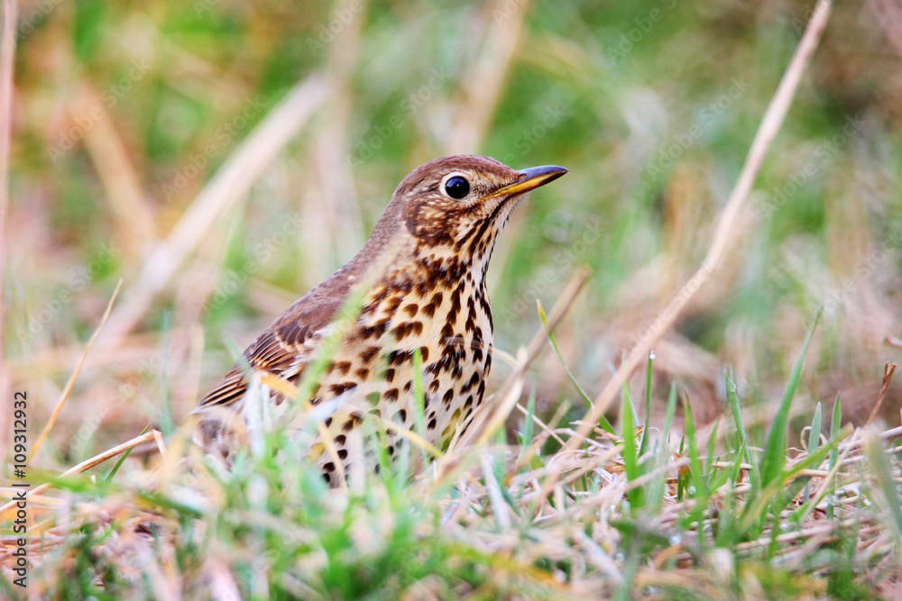 Fototapeta premium song thrush in the grass