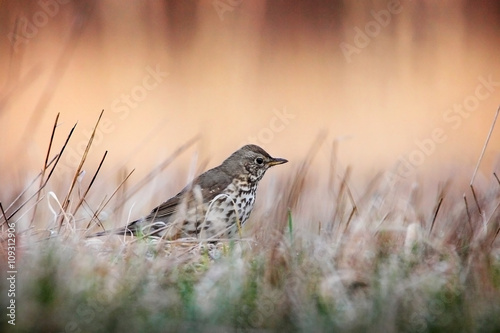 song thrush in the grass