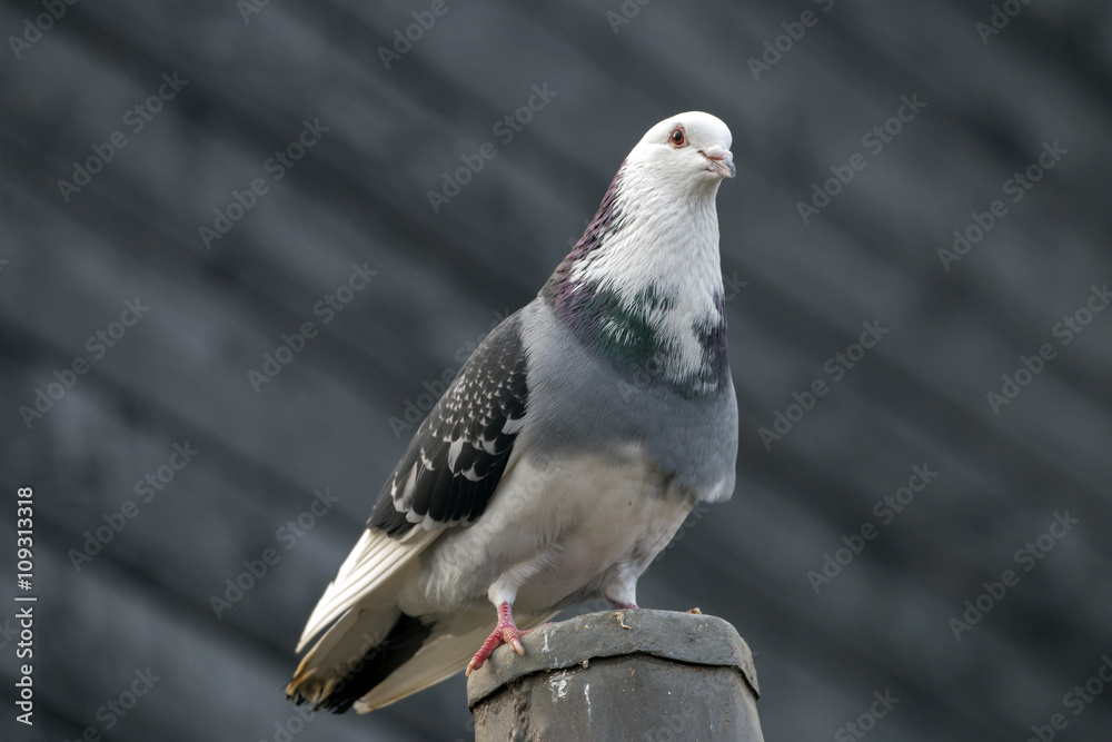Fototapeta premium Cute pigeon bird