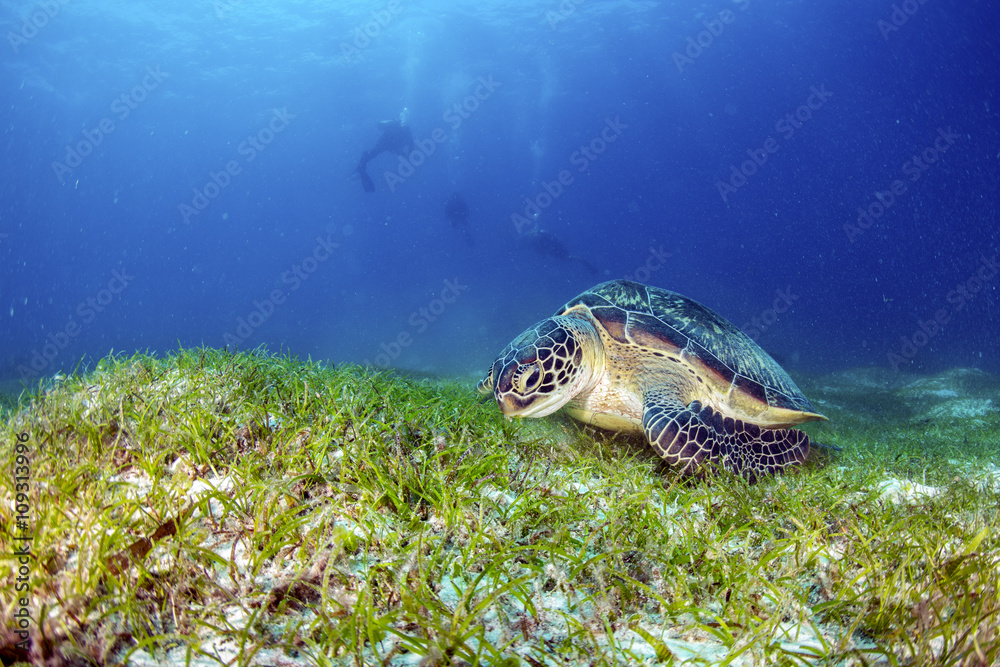 Fototapeta premium Green Turtle on the sea bed eating seagrass.