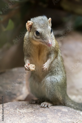 Cute little tupaia photo