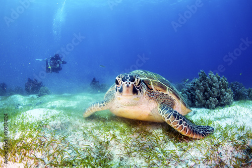 Green Turtle on the sea bed with a diver in the background.
