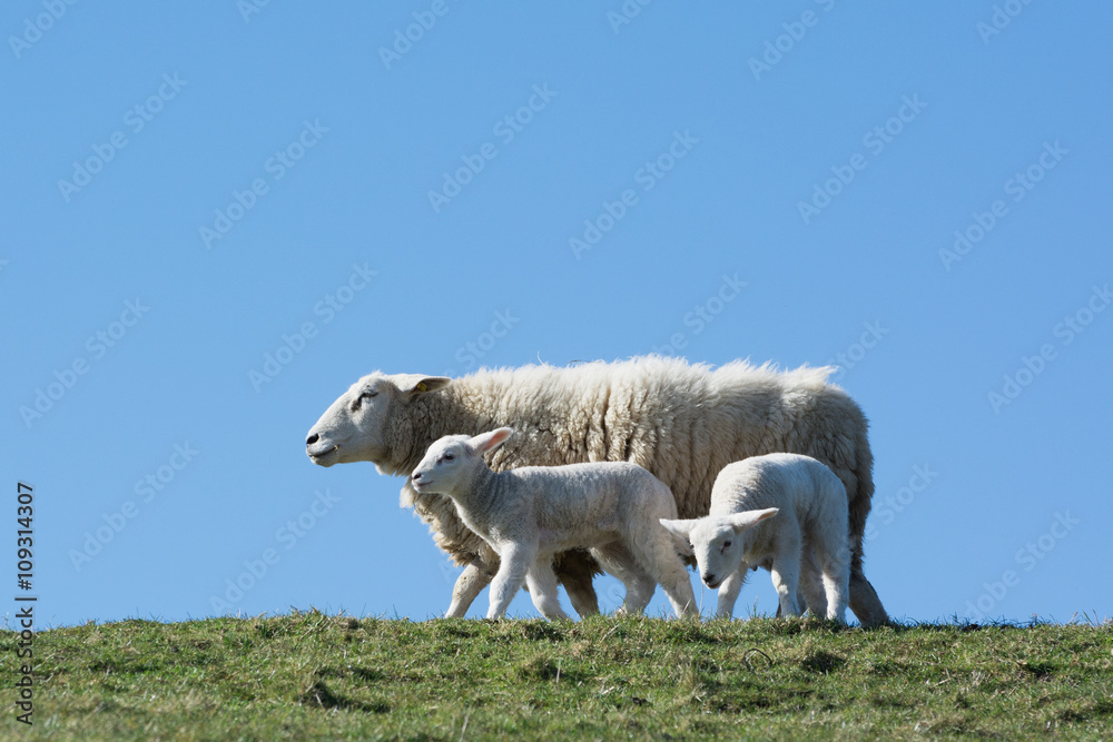 Fototapeta premium Group of lambs and sheep in front of blue sky