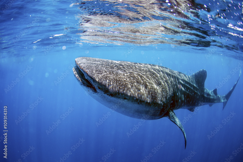 Obraz premium Whale shark swimming in crystal clear ocean water.