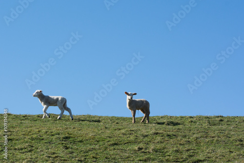 Two lambs on dike