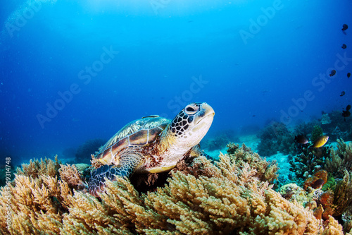 Green Turtle on the sea bed amongst the coral. © davidevison