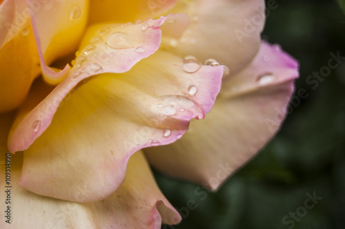 Wallpaper Dews on yellows Rose Petal