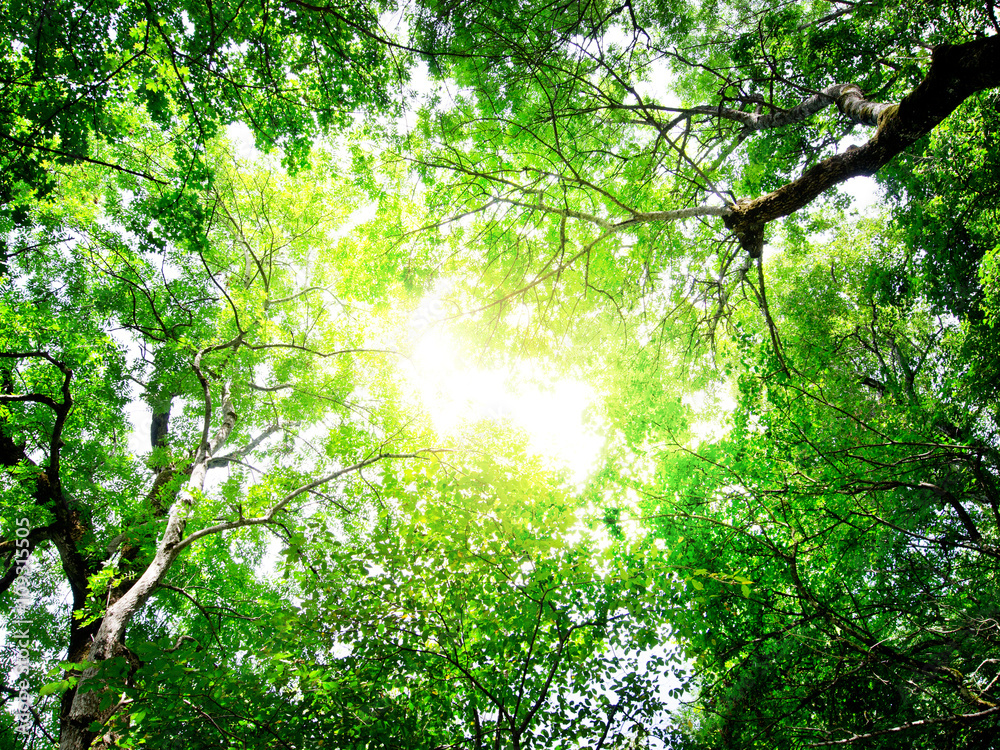 Fototapeta premium green leaves with sun