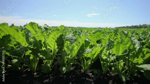 The cultivation of sugar beet. Field of ripening sugar beet.