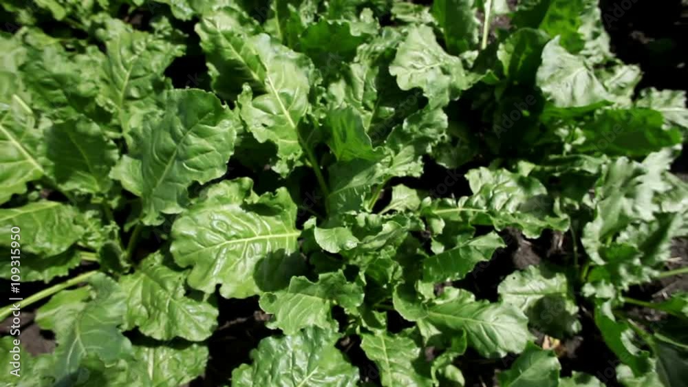 The cultivation of sugar beet. Field of ripening sugar beet. The cultivation of sugar beet. Field of ripening sugar beet.