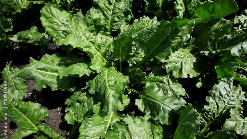 The cultivation of sugar beet. Field of ripening sugar beet. The cultivation of sugar beet. Field of ripening sugar beet.